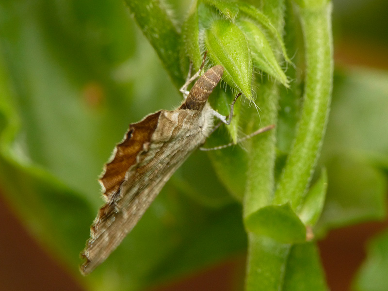 Cacyreus marshalli